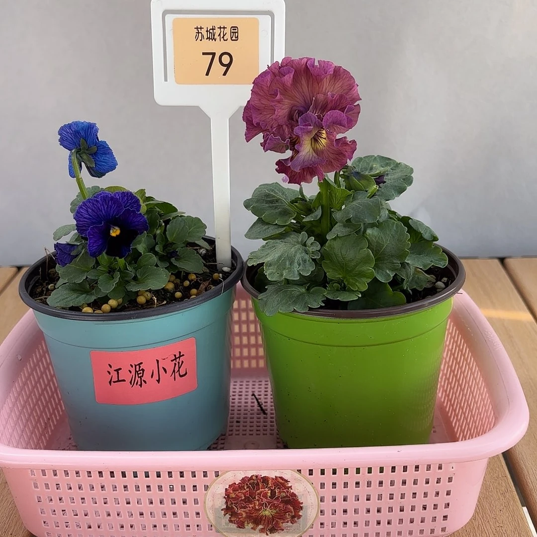 大部分开放少量花苞79