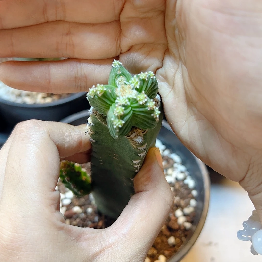 五星花笼带袖浦柱2.6公分