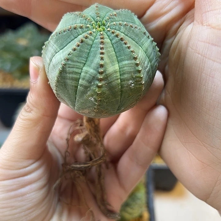 38号实生欧洲园艺布纹球4.7公分