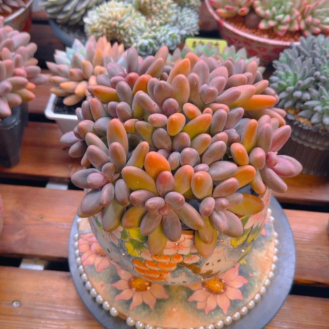 田甜发货多肉11111111111