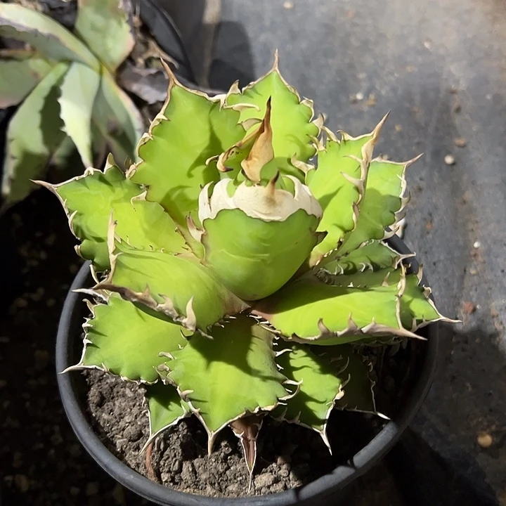 龙舌兰多肉植物多肉