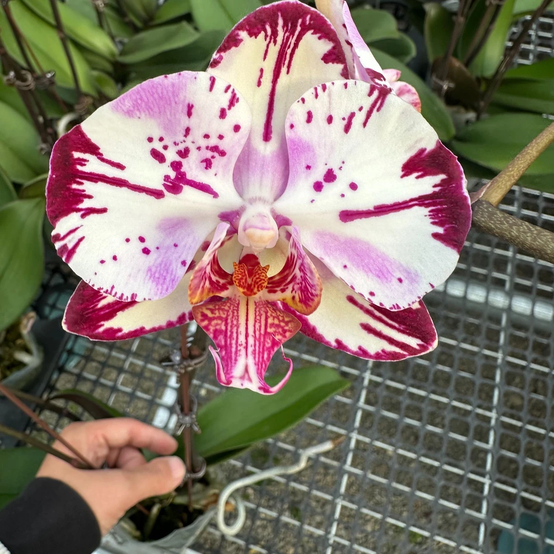 兰屿LYSLAND【魔术师】蝴蝶兰鲜花盆栽