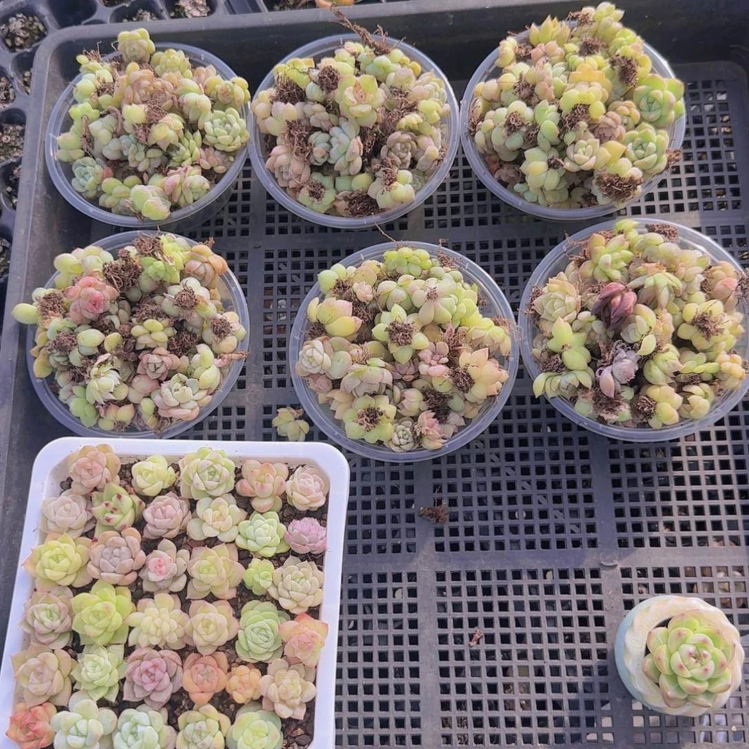 饭盒小苗保底50颗