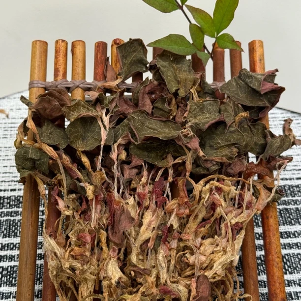 【山地王】金线莲云南高山优质滋补养生山货土特产