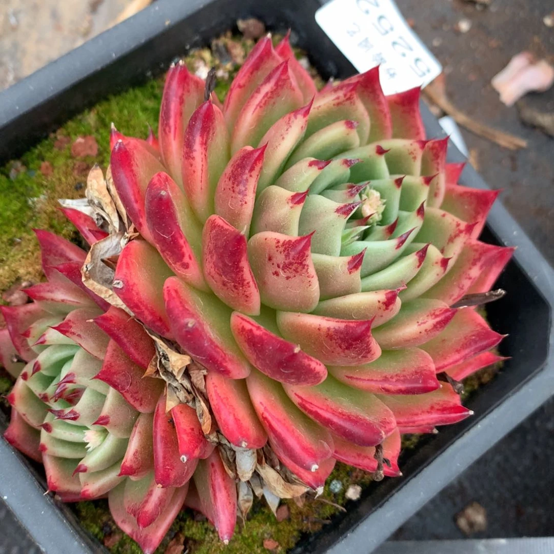 5252杂交多肉老桩