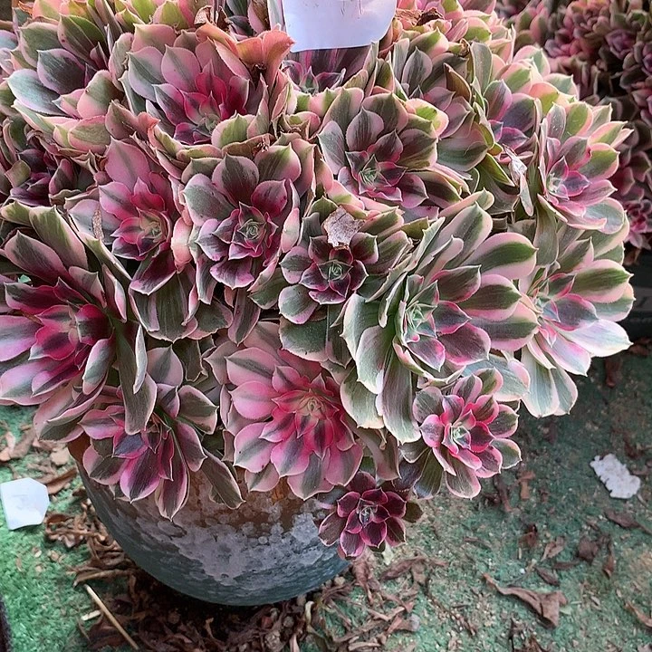 柠****124号多肉植物一物一拍