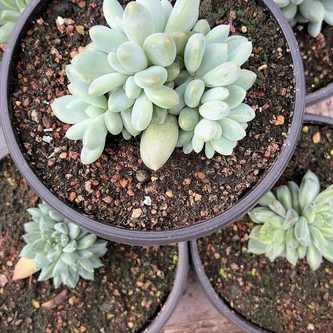 【闪购商品】中号哥特萝莉超多头