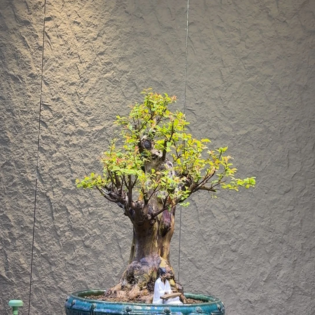 文***苑无花朵红花紫薇一物一拍