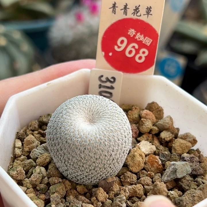 实生伊朗丸2.4cm一棵仙人球