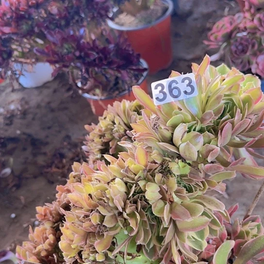 岁***好多肉植物一个法师粉女郎