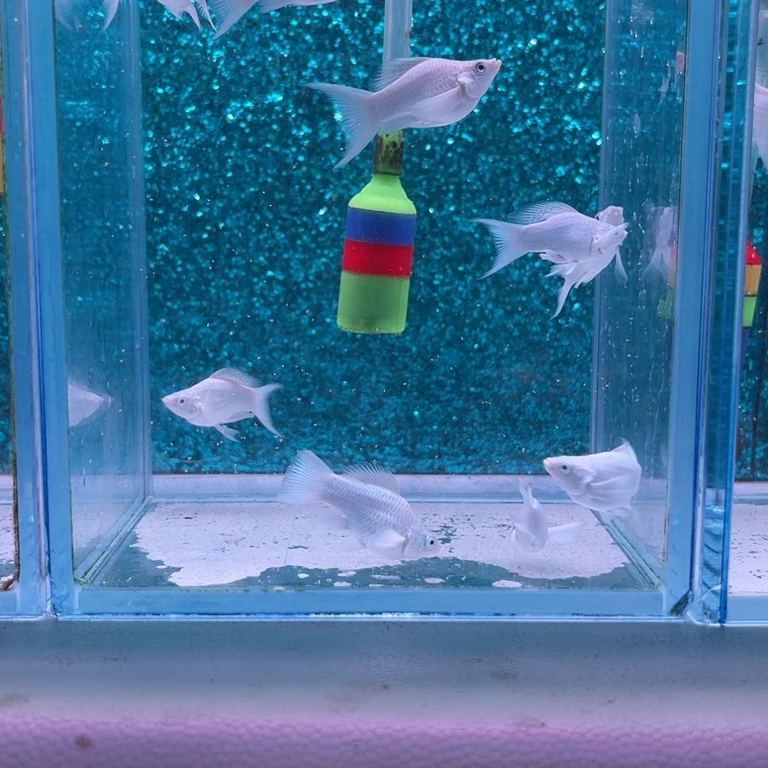 孔雀鱼瓷白玛丽苗子8+2备损