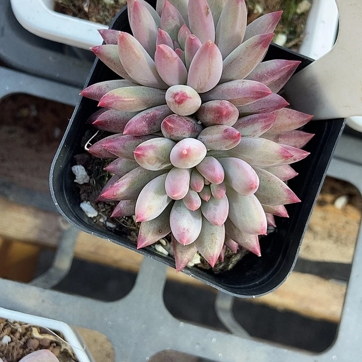 多肉植物虞美人1001