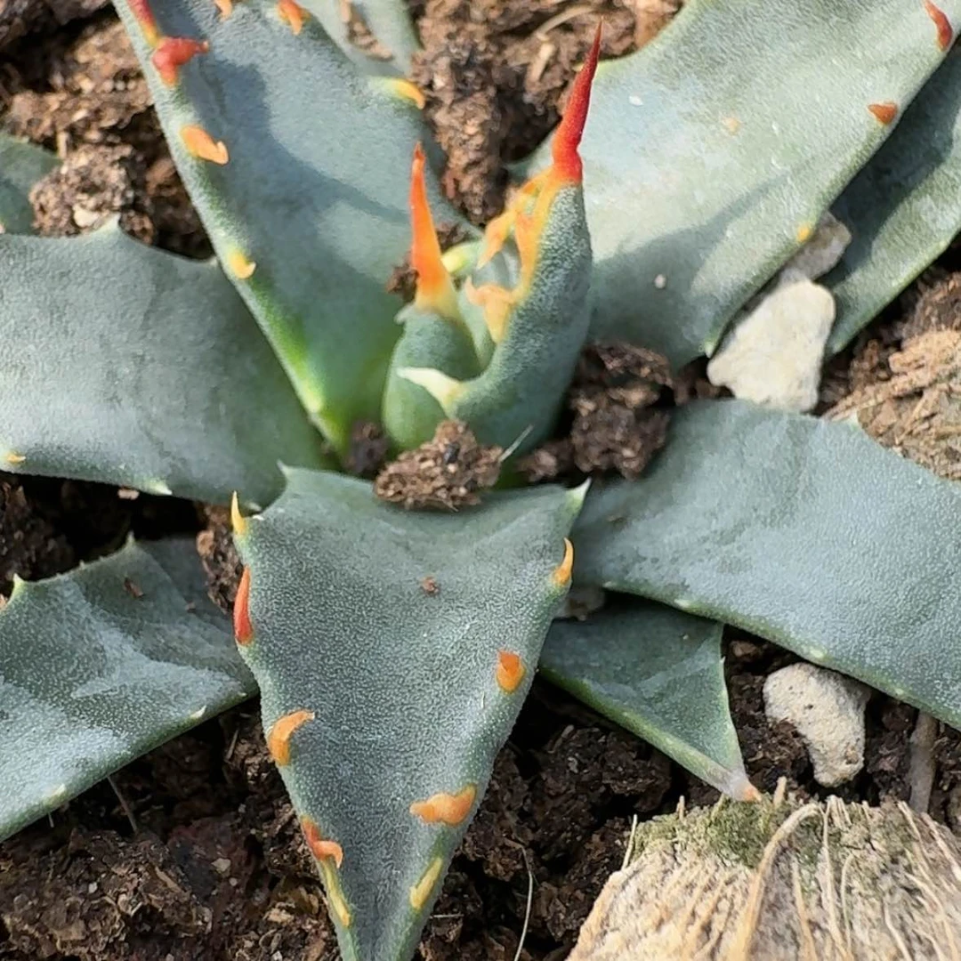 【闪购商品】42哈哈哈哈哈哈哈