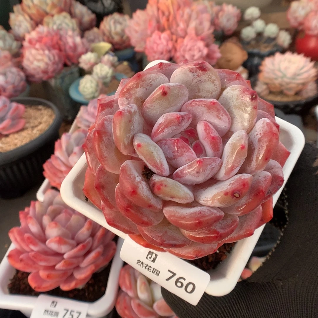 760雪天使多肉植物6666