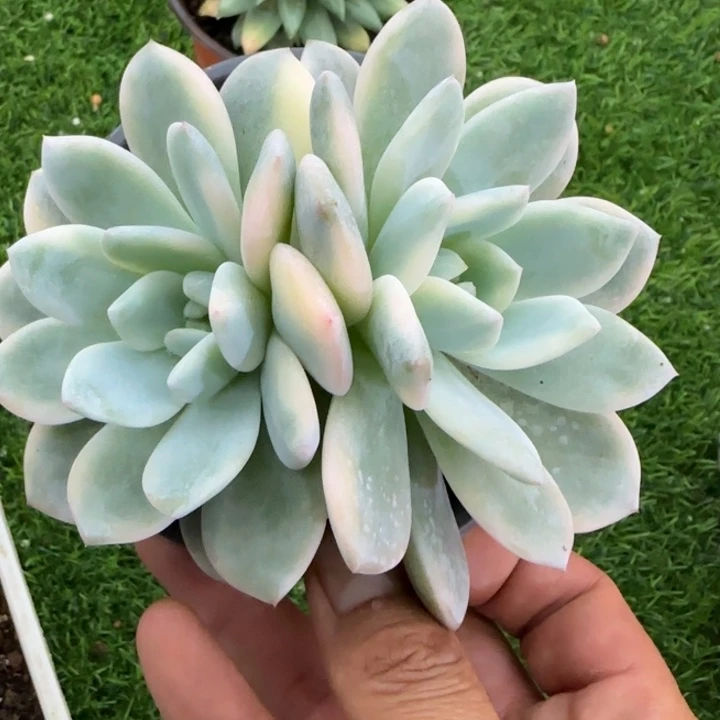 梦露锦多肉植物的时候