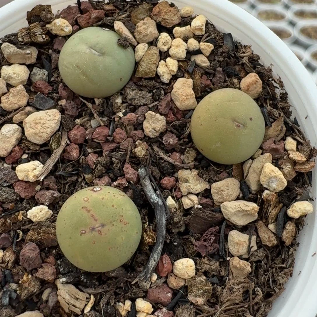 502带盆000000000000