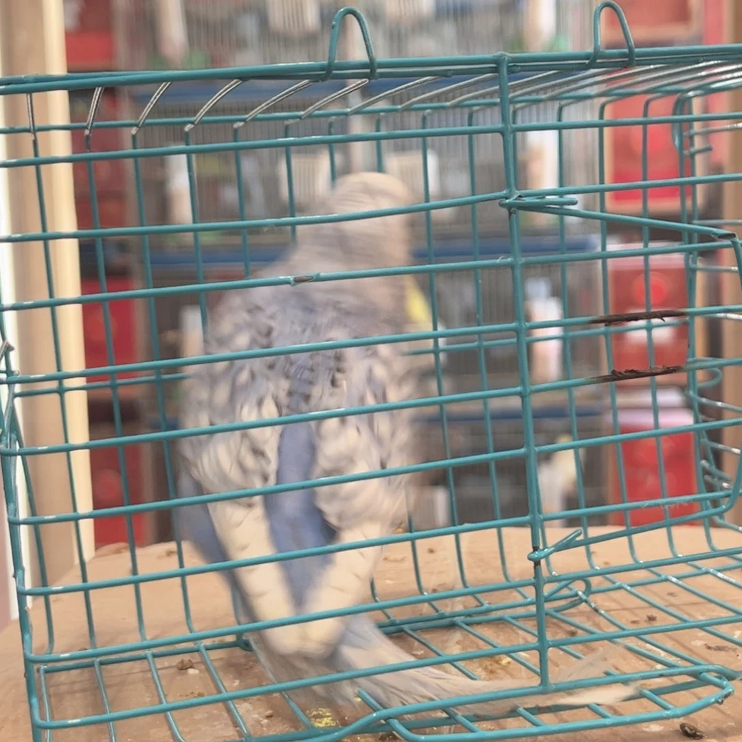 虎皮鹦鹉我的小姐姐