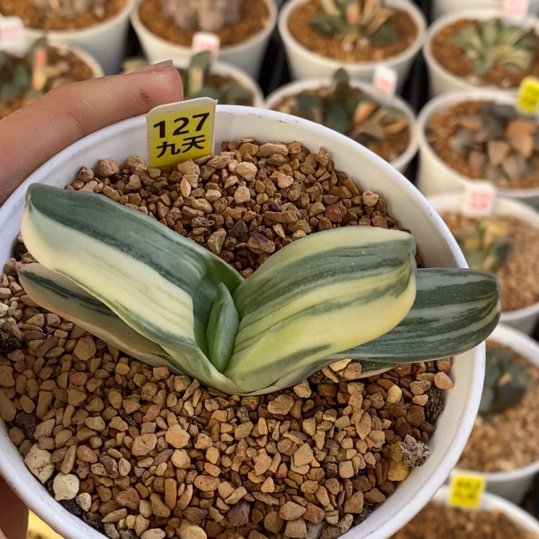 127号卧牛锦多肉植物