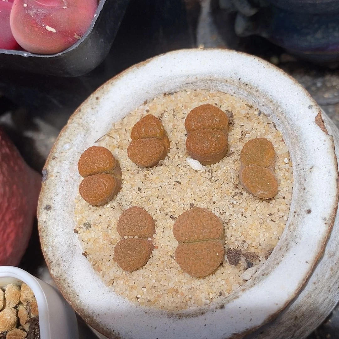 超级蛋糕风铃一头。