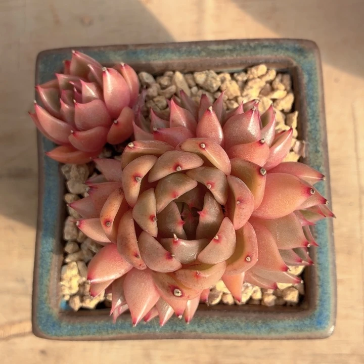 多肉植物 香槟玫瑰-4