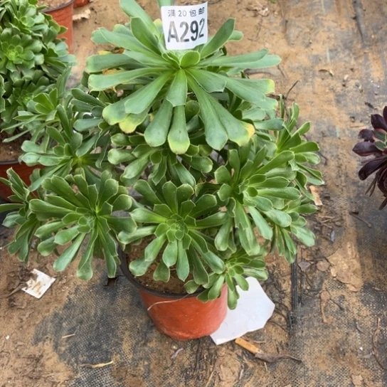 292原始绿不包断枝