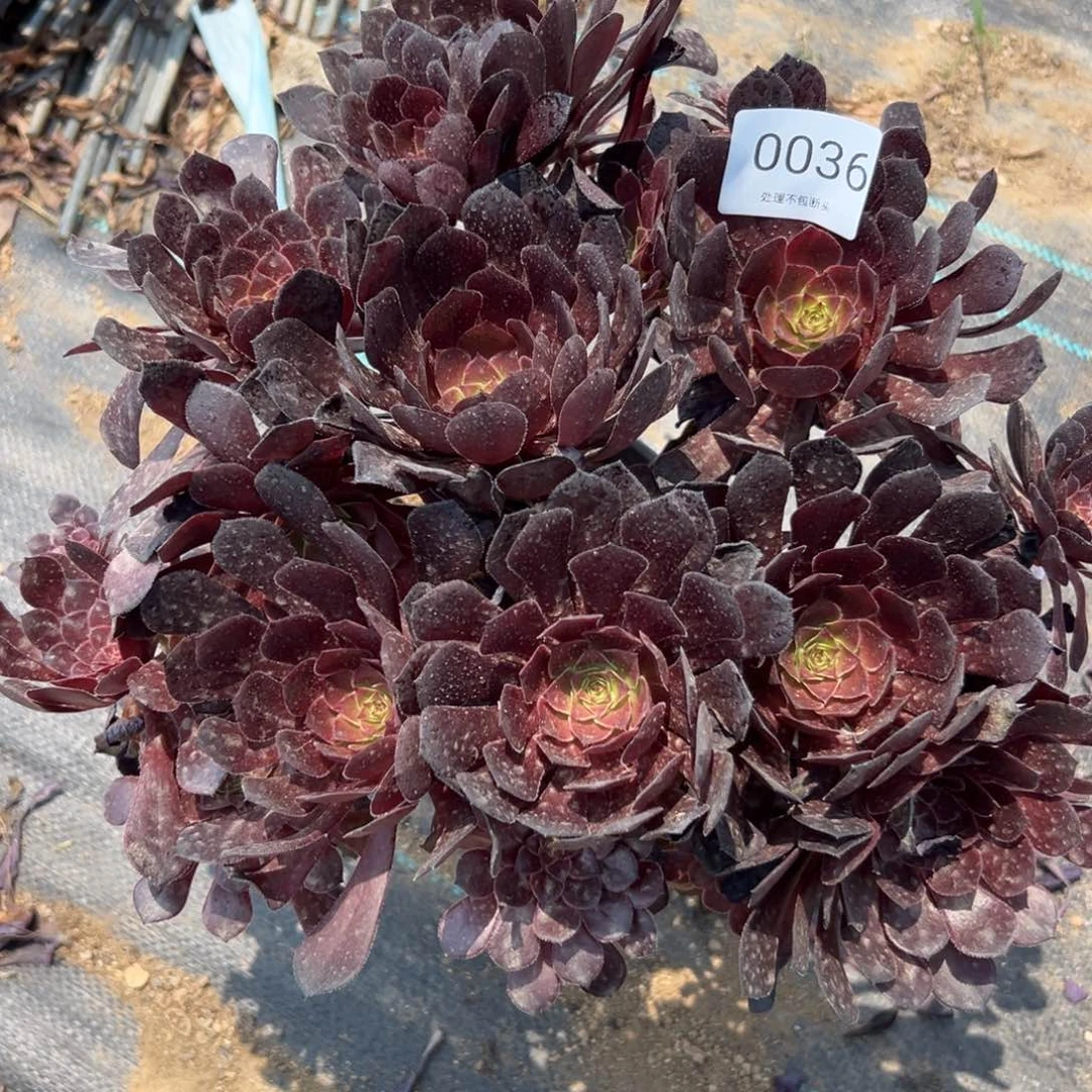 036多肉   黑瞳