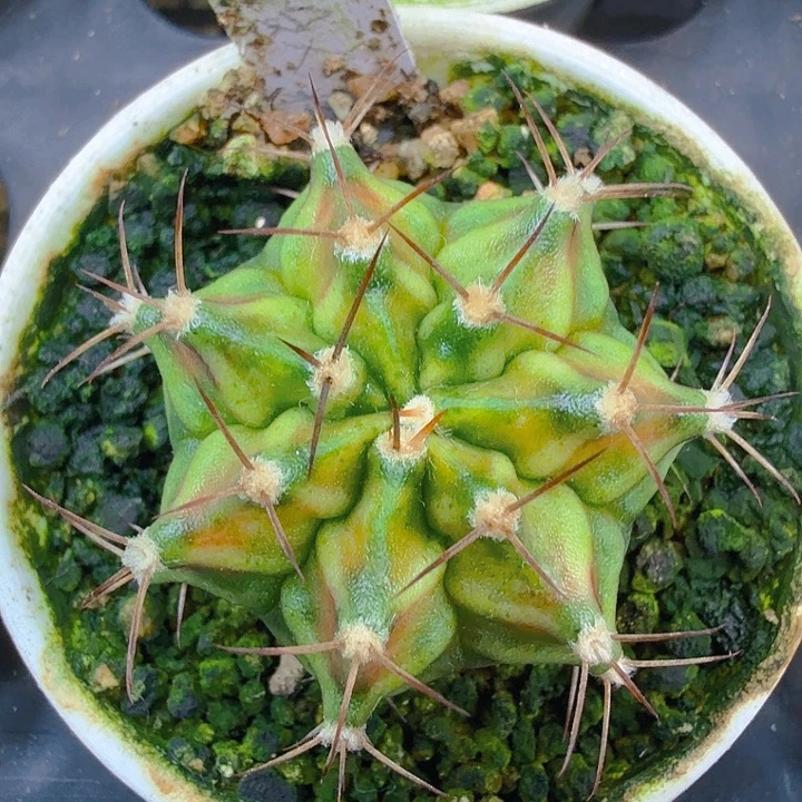 当前无花朵，栽培后可花朵