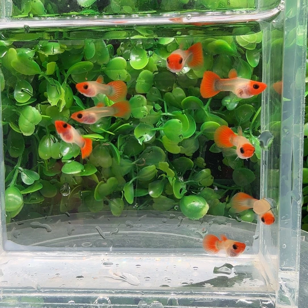 孔雀鱼深海蓝红头玻璃猫苗8条