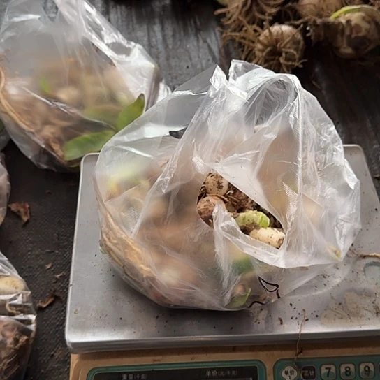 20号杂交开花无售后开盲盒