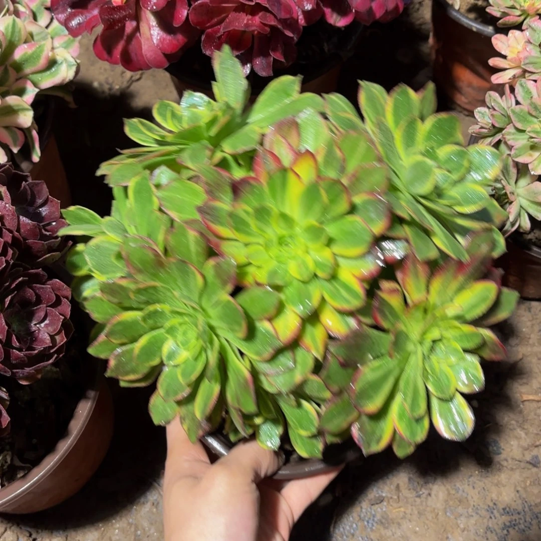万花筒9.9多肉植物