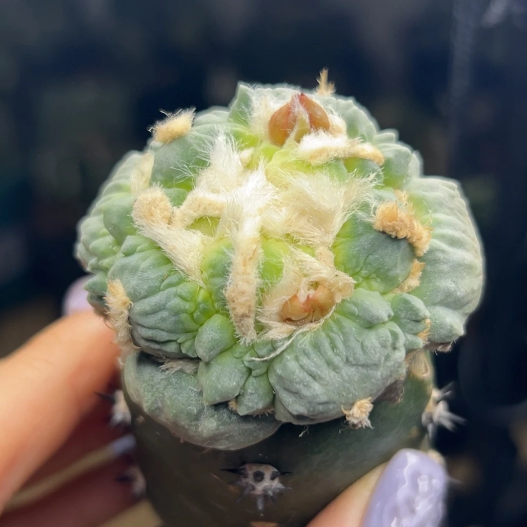 慕***桦569 袖蒲嫁接仙人球