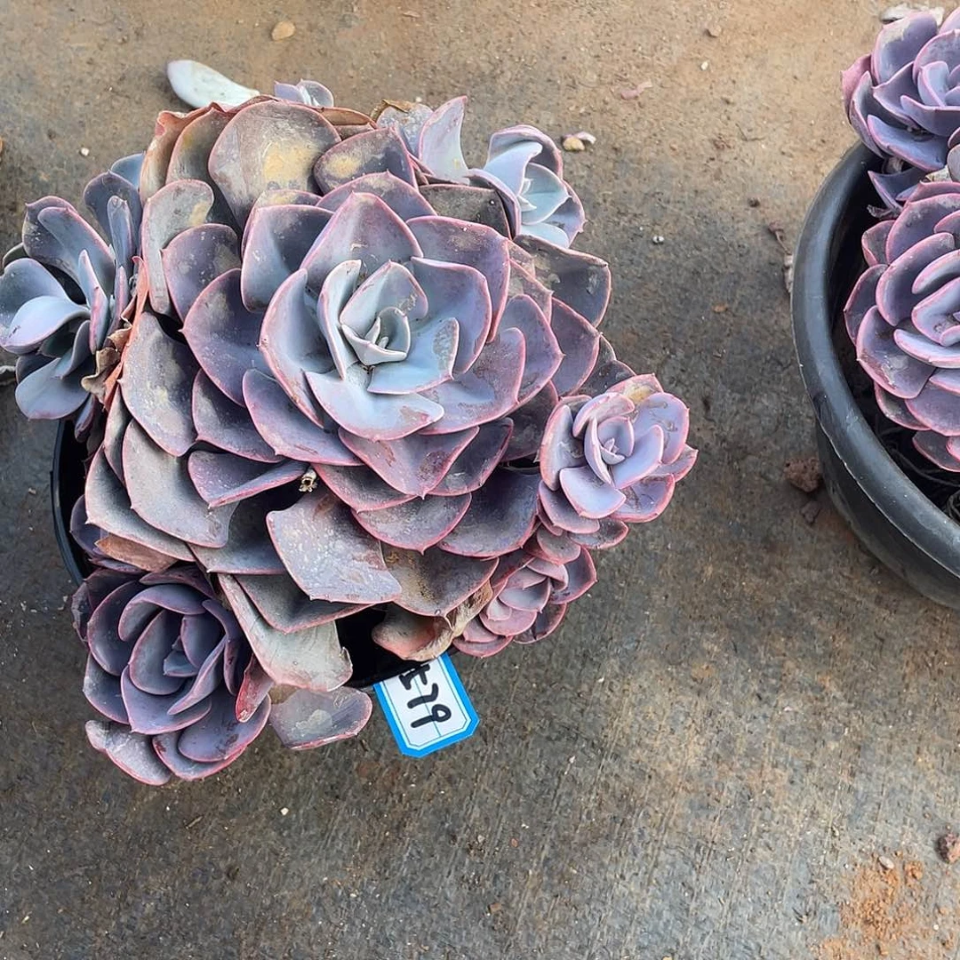 579尘埃美人 一物一拍多肉