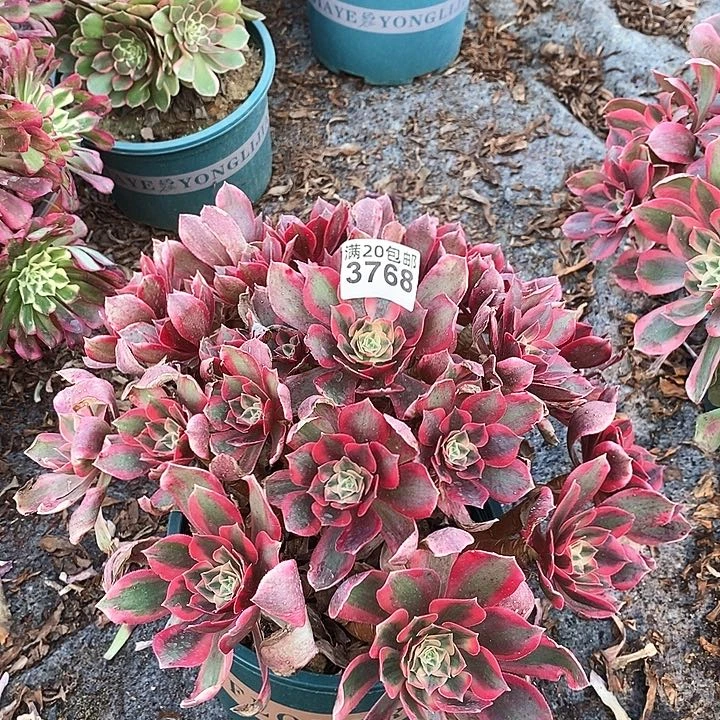 3768 一颗女妖法师