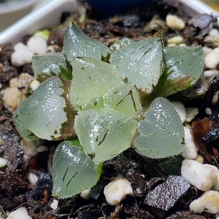 646冰玉鸾特选福利