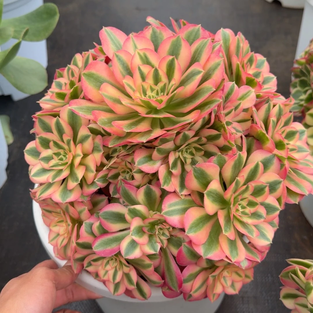 凤***飞无花朵bbbbbbbbbnnnnn