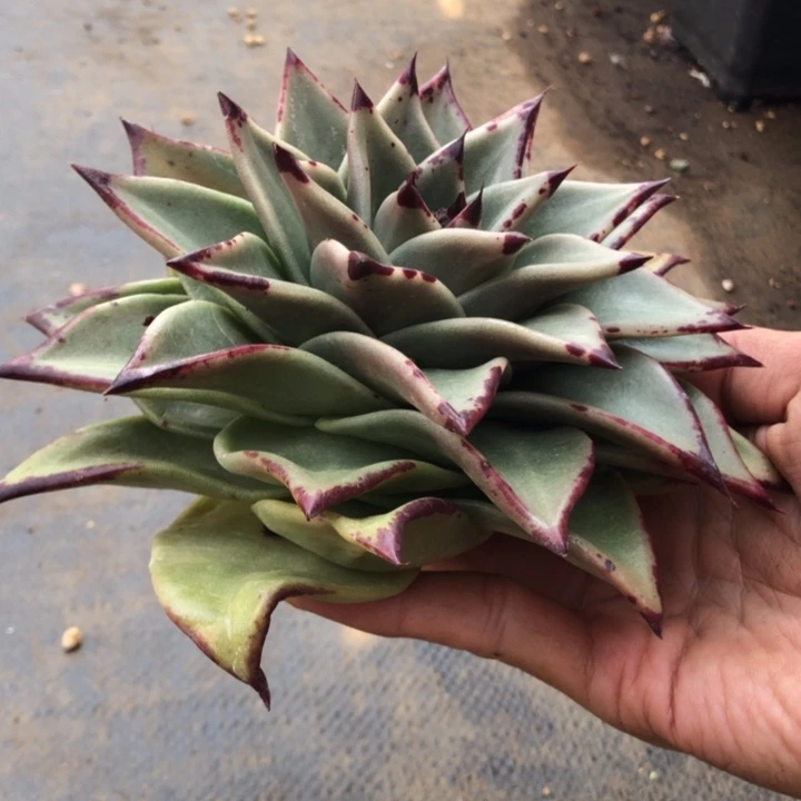 褶子叶形11111111