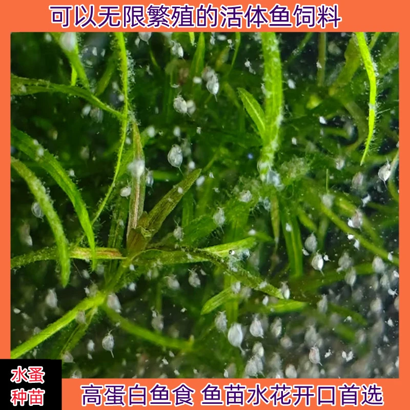 淡水水蚤种苗高蛋白鱼苗水花开口活体水蚤家庭繁殖方法斗鱼食鱼缸