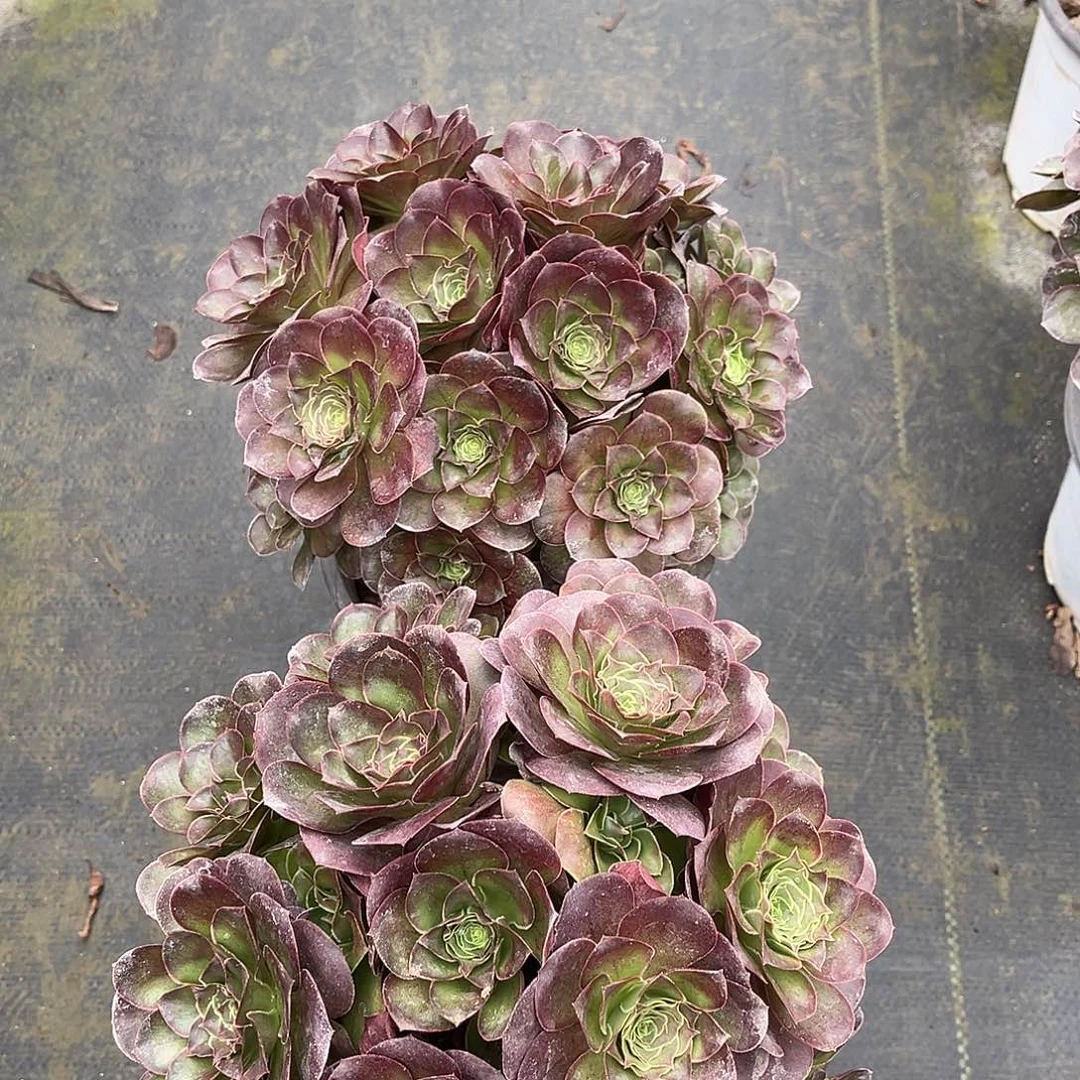 魅金玫瑰魅金玫瑰