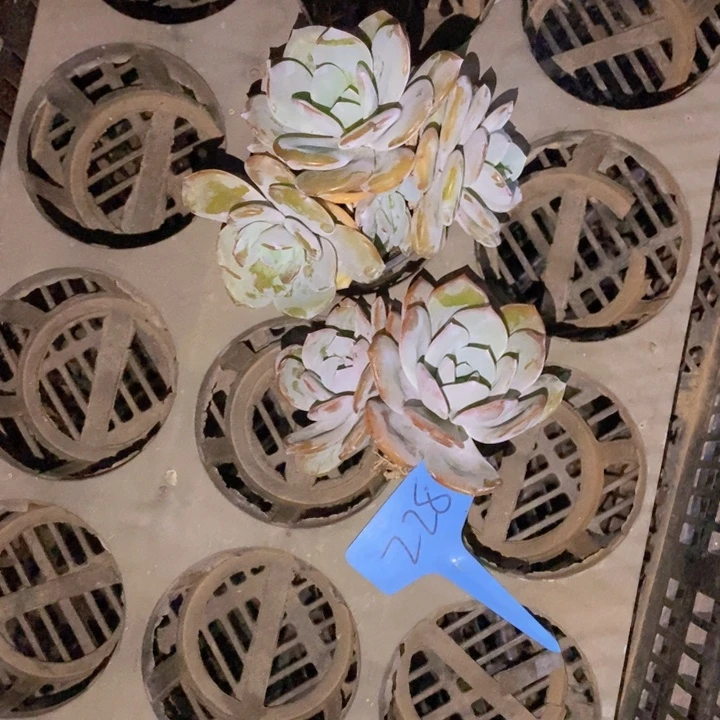 这个我都看出来这一集