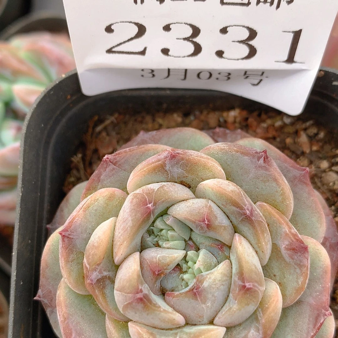 【闪购商品】云2331
