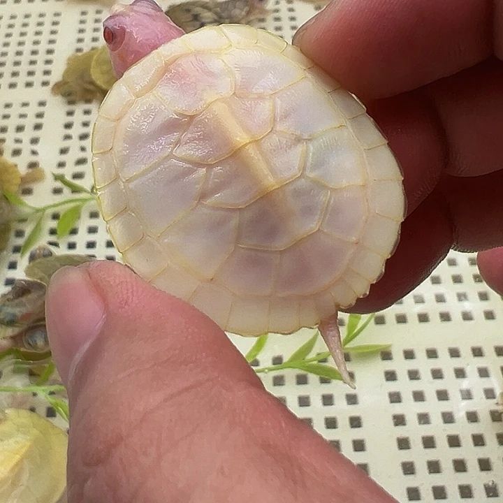 绿毛龟母金粉1111