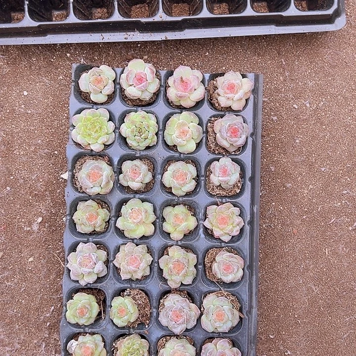 28颗一组超优选溏心冰坡！！！！