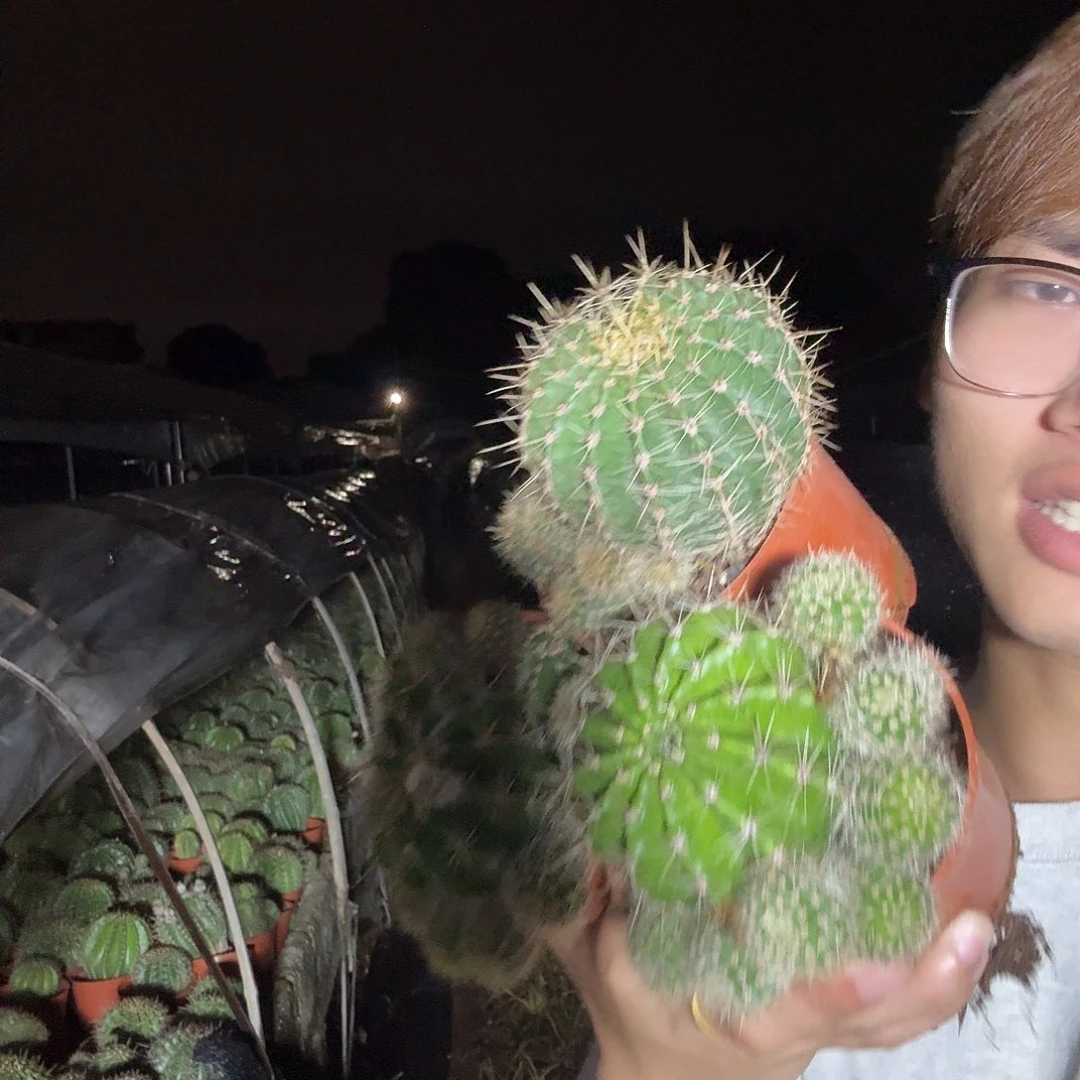 多***肉无花朵彩草哈哈哈哈哈哈