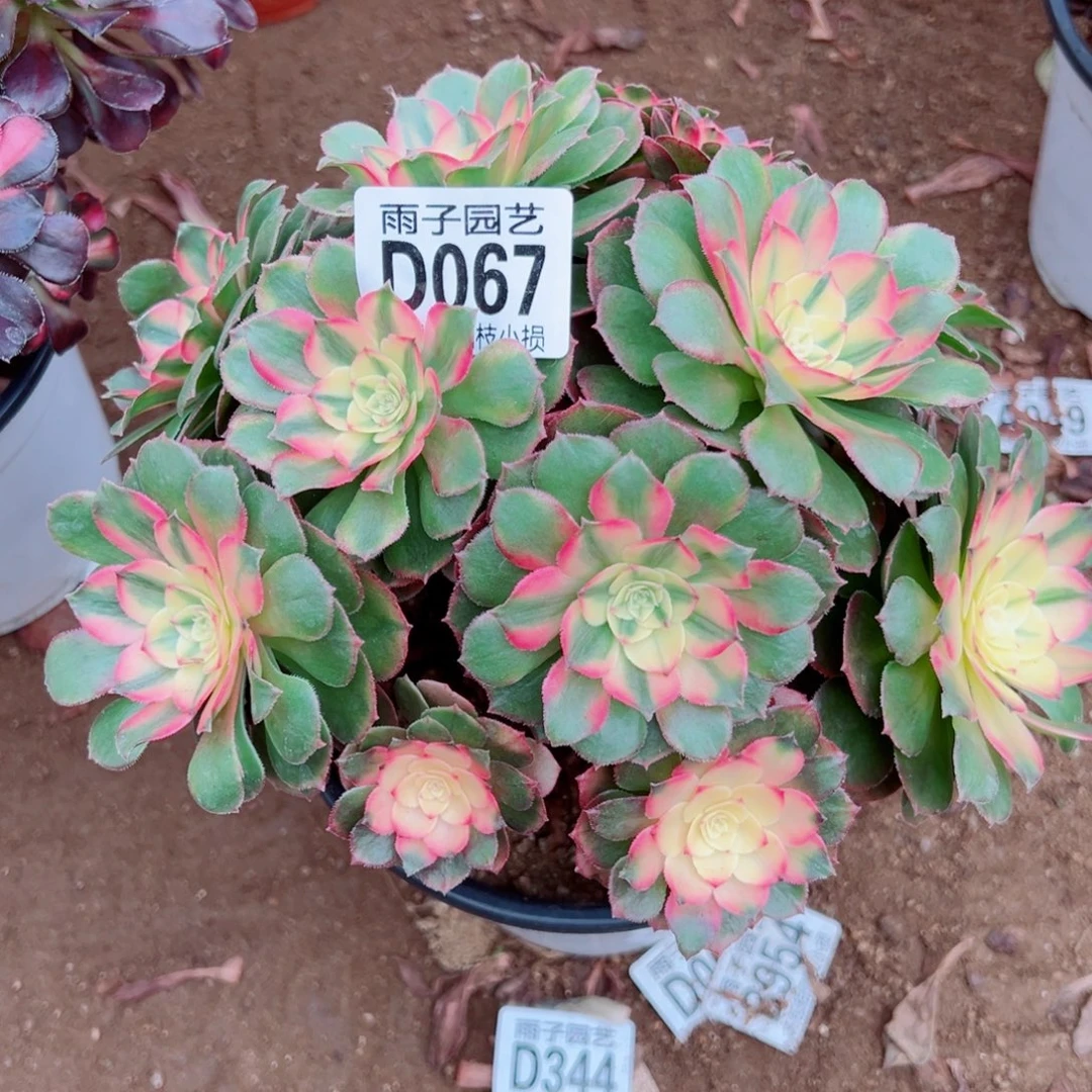 067荔枝雨子多肉植物