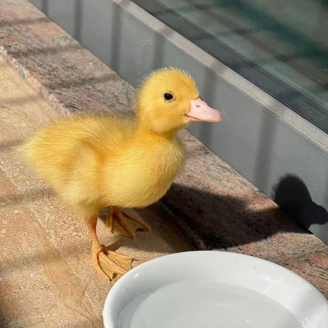 【包活到家】柯尔鸭活宠物幼崽小黄鸭科尔鸭活体正宗可达鸭