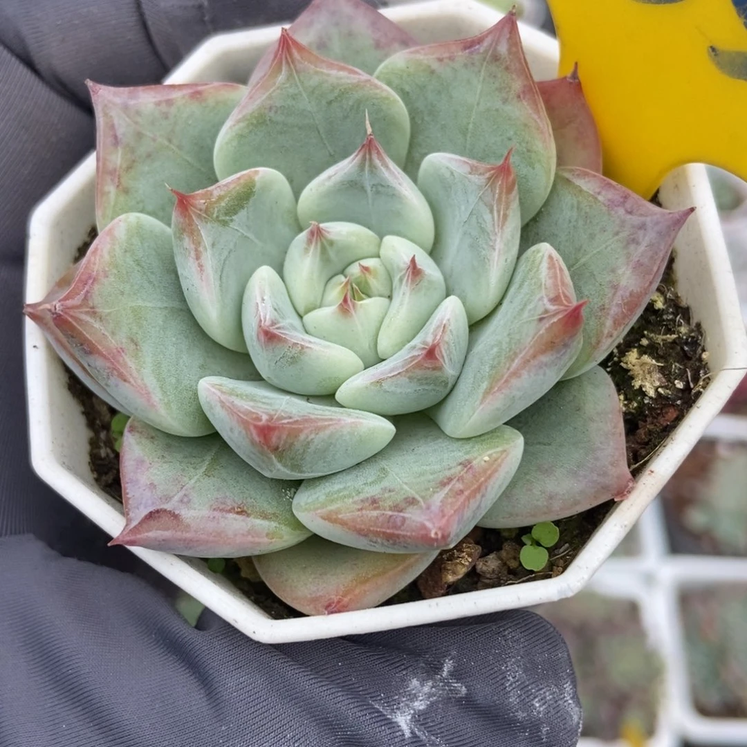 955婚戒多肉植物多肉植物