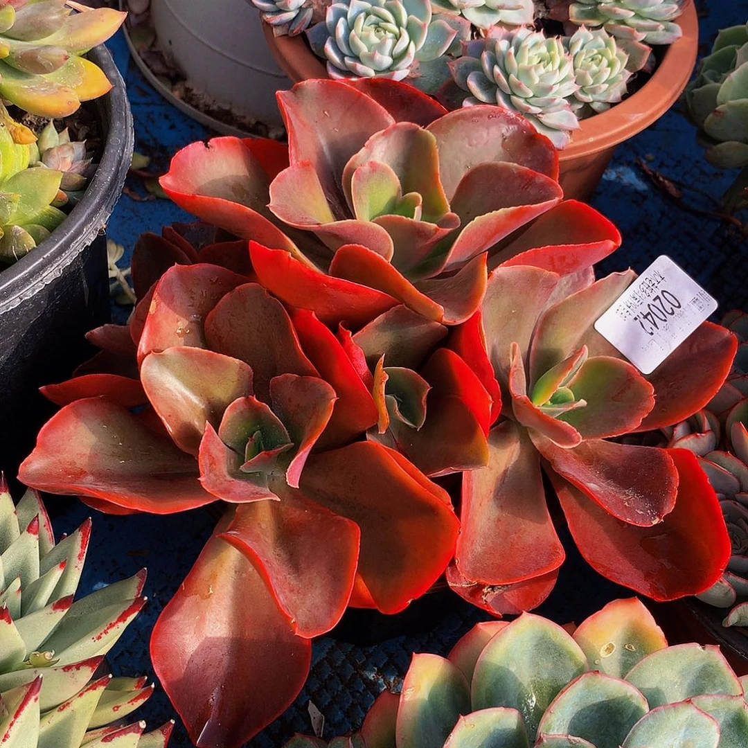 悠***院    红酒杯多肉02042