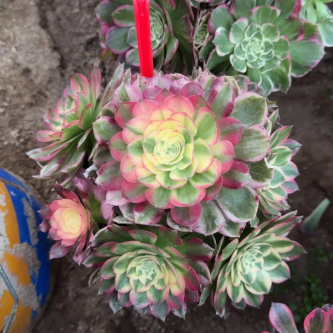 4508海仙多肉法师