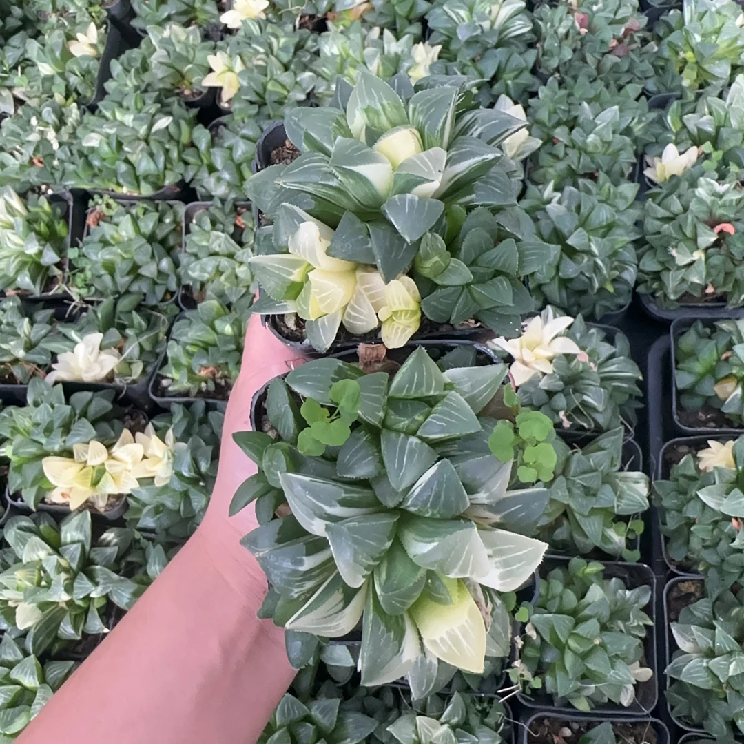 玉露寿锦十二卷新手好养多肉植物带土发货2盆发货