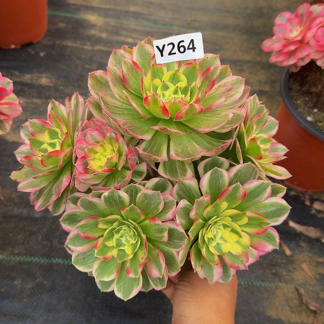 246海王有个断指4444冠服20左右